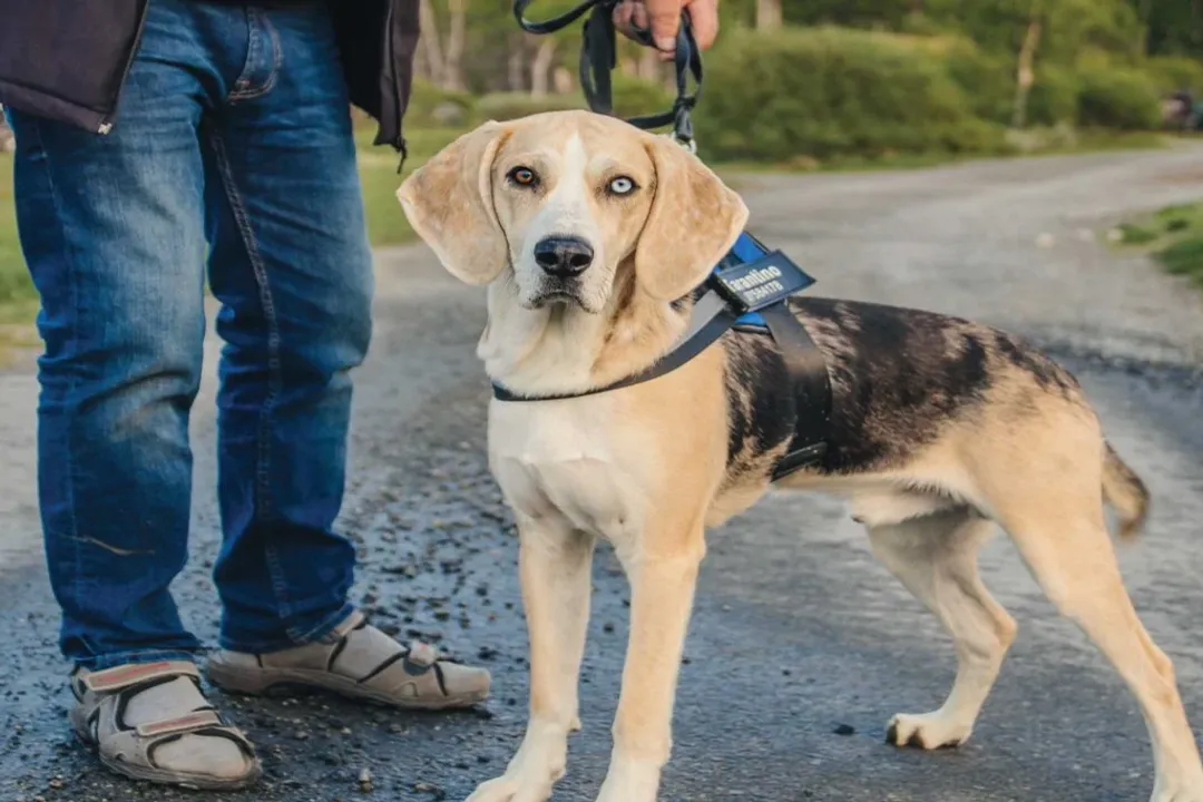 What is a dunker animal?, Norwegian Scenthound
