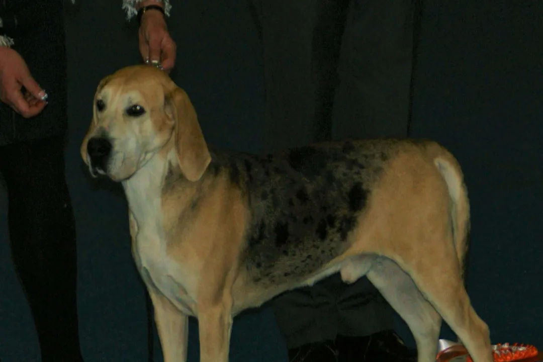 What is a dunker animal?, Nature Indoors