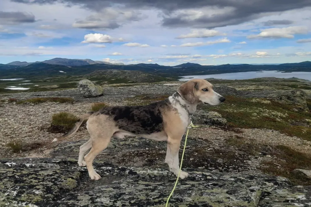 What is a dunker animal?