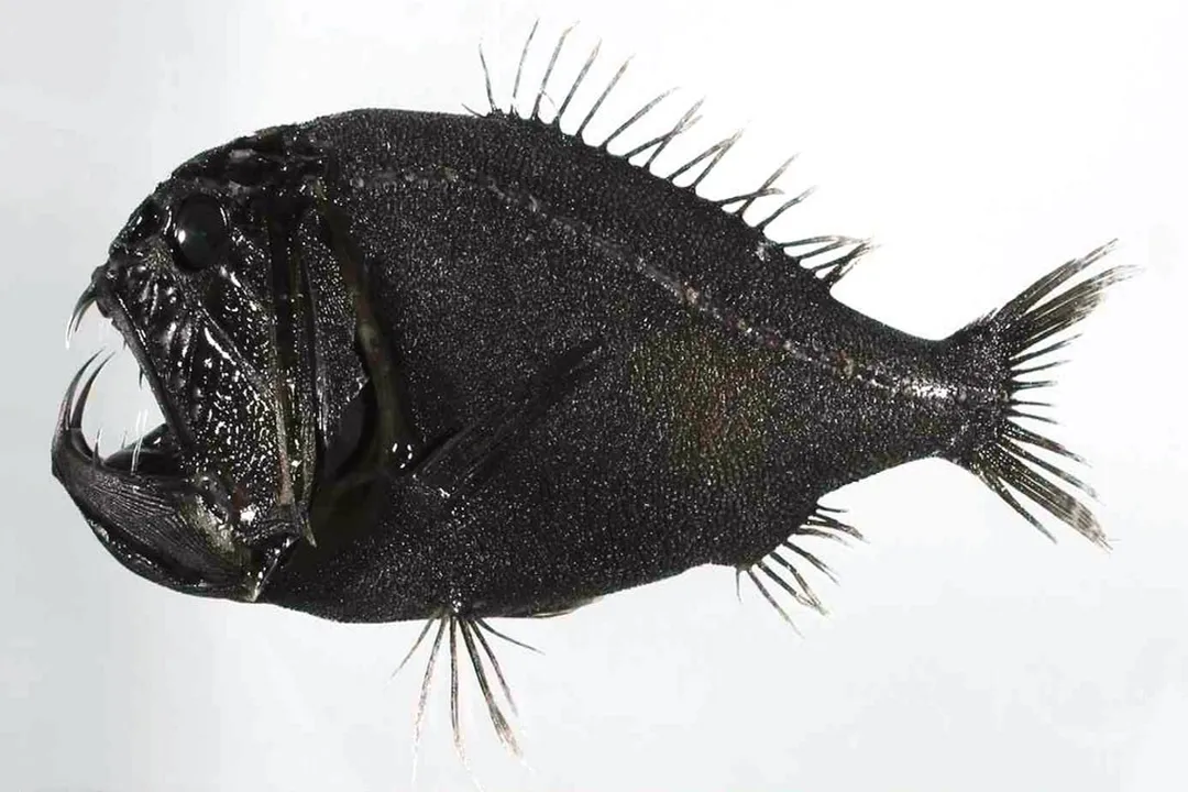 What is a fangtooth?, Deep Ecology