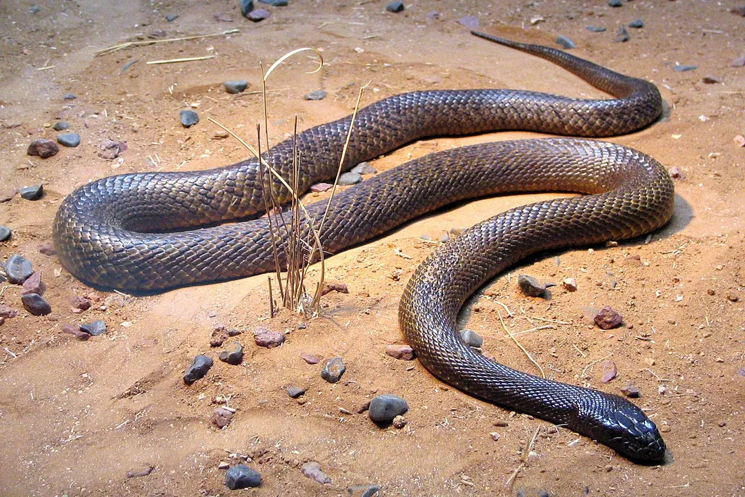 What is a fierce snake?, Habitat Range