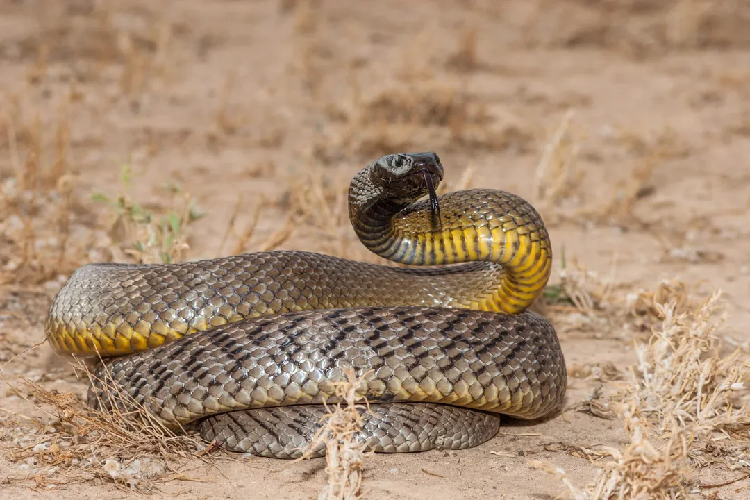 What is a fierce snake?, Potent Venom