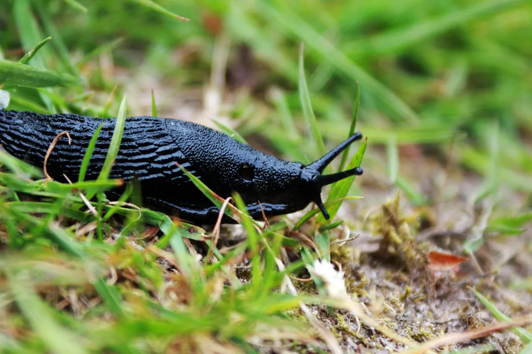 What is a fun fact about a slug?