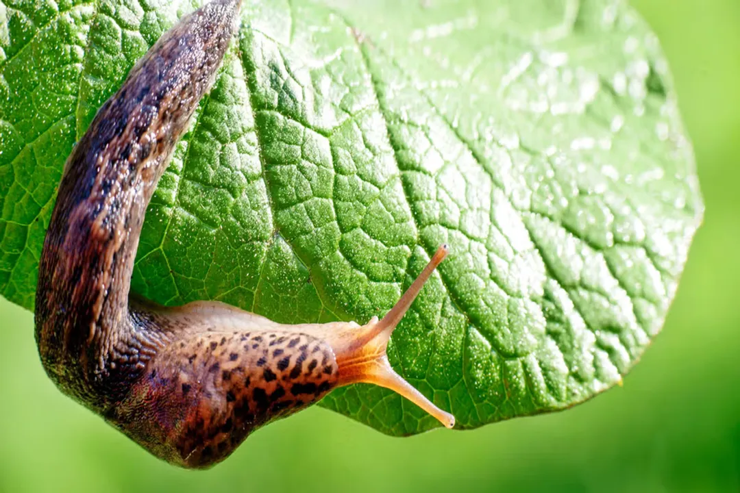 What is a fun fact about a slug?, Teeth Records