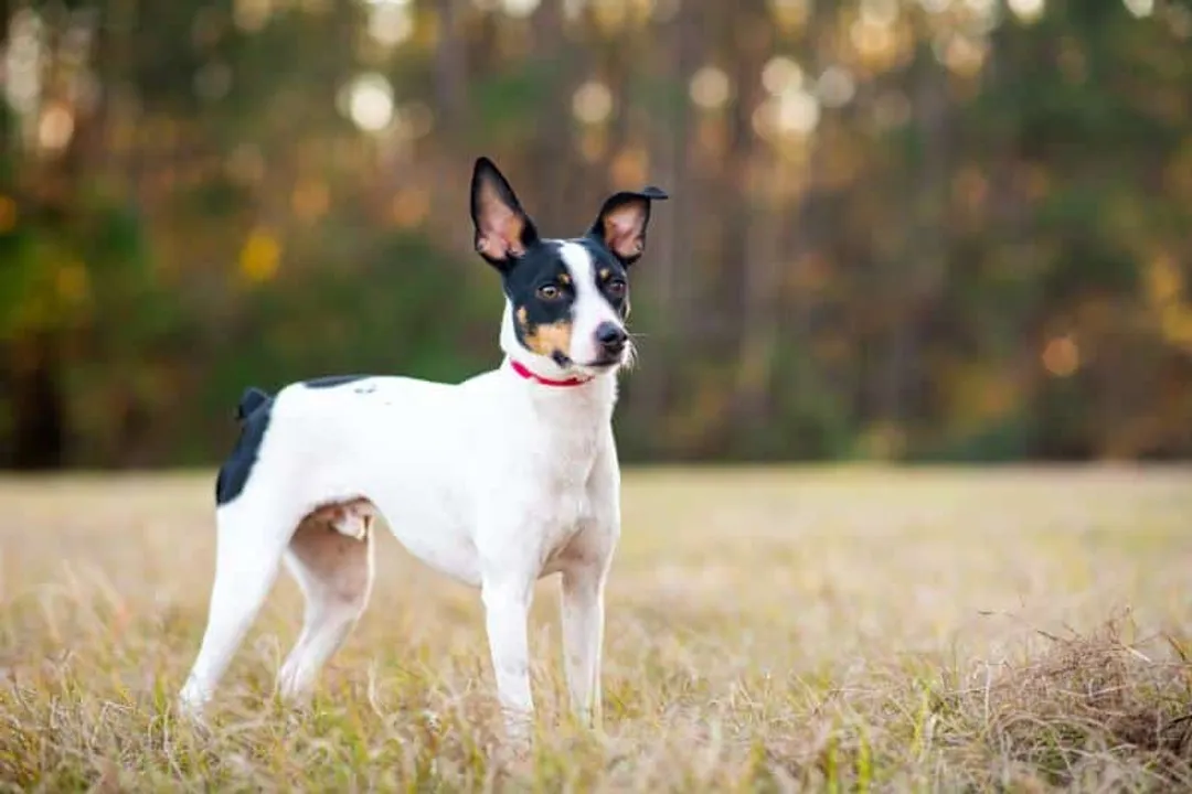 What is a fun fact about Rat Terriers?, American Genesis