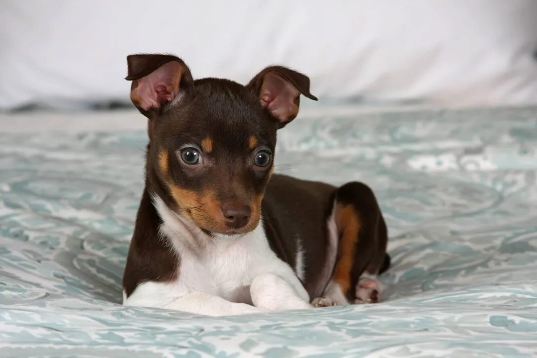 What is a fun fact about Rat Terriers?