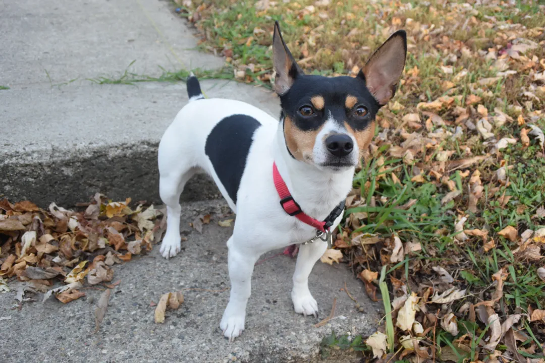 What is a fun fact about Rat Terriers?, Physical Marvels