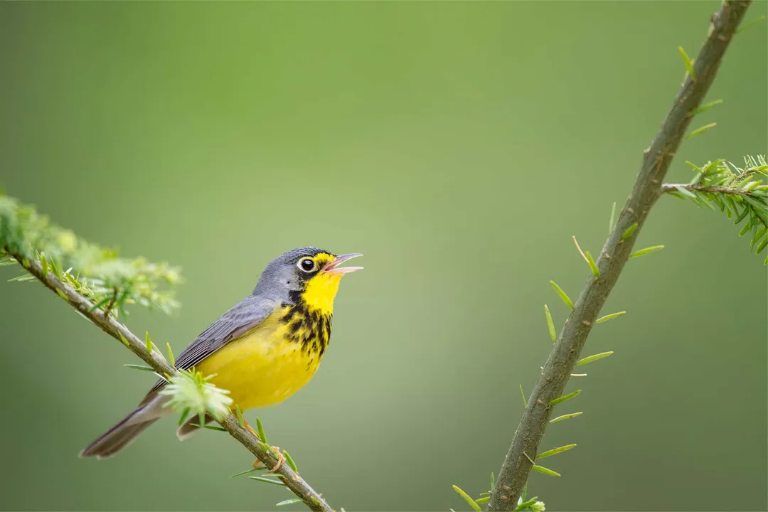 What is a fun fact about the Canada warbler?, Northern Home