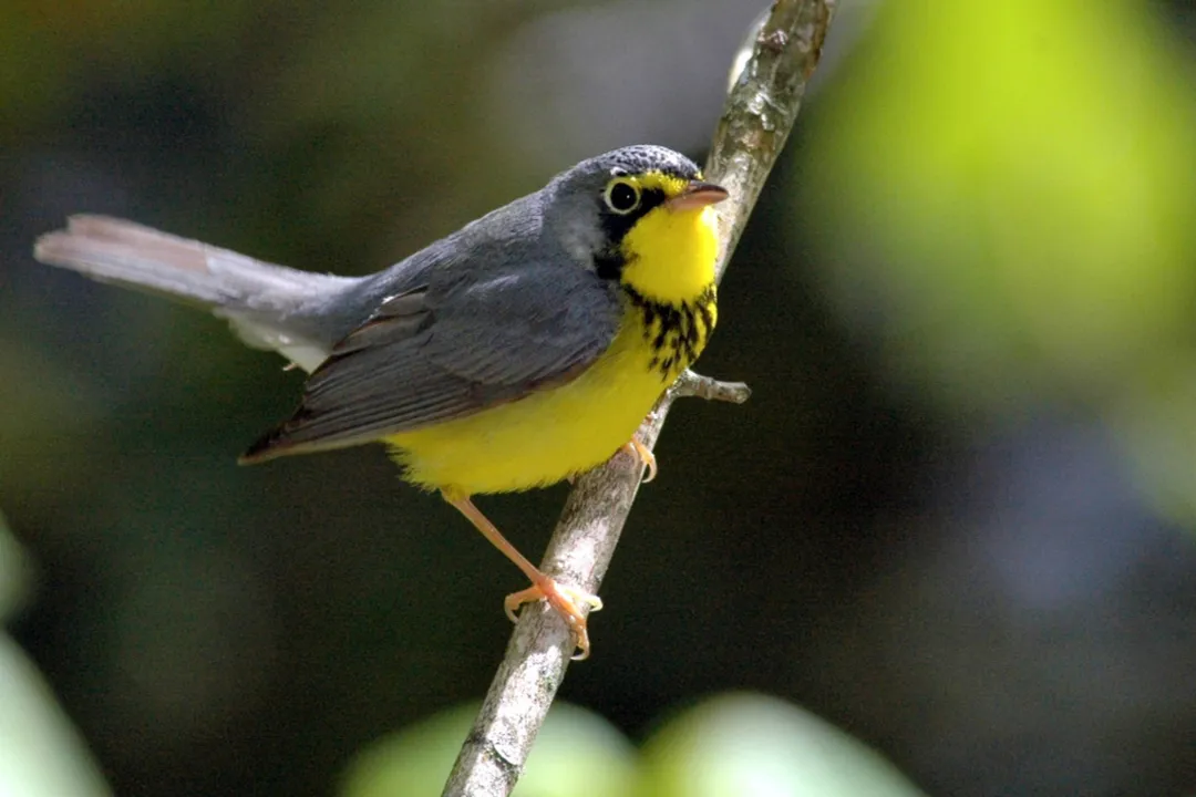 What is a fun fact about the Canada warbler?, Status Concern