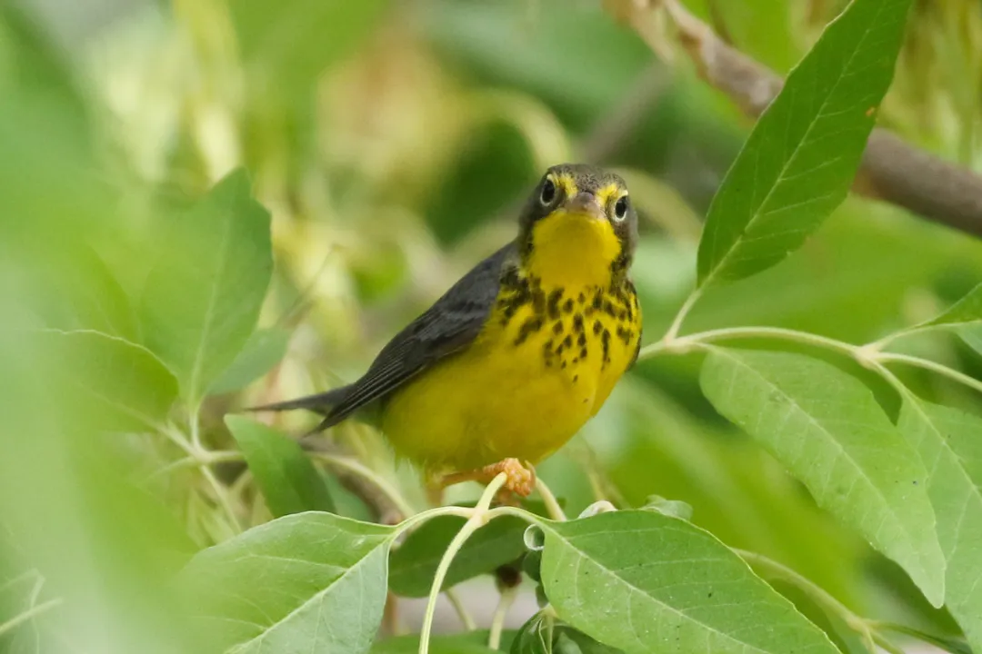 What is a fun fact about the Canada warbler?, Singular Markings