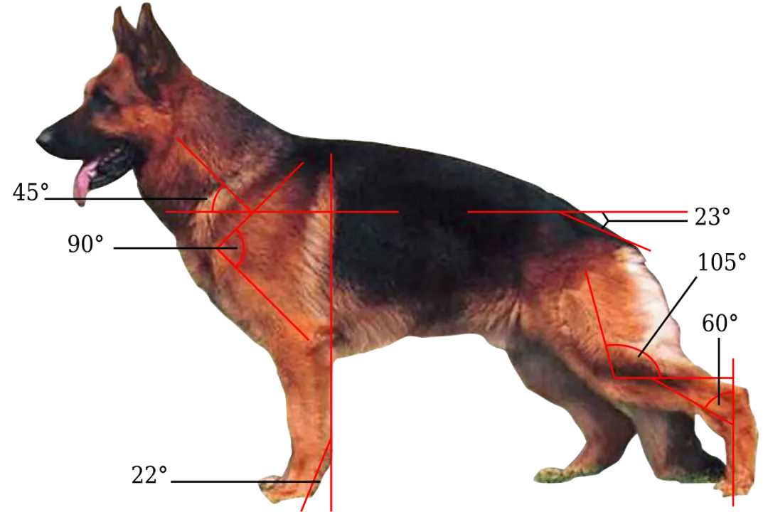 What is a German Shepherd classified as?, Lineage Distinctions