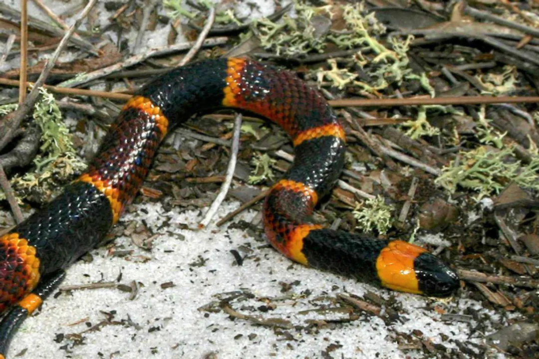 What is a harlequin coral snake?, Range and Habitat