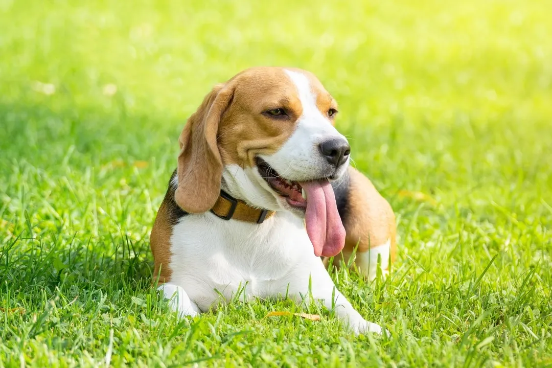 What is a healthy diet for a Beagle?, Serving Practices