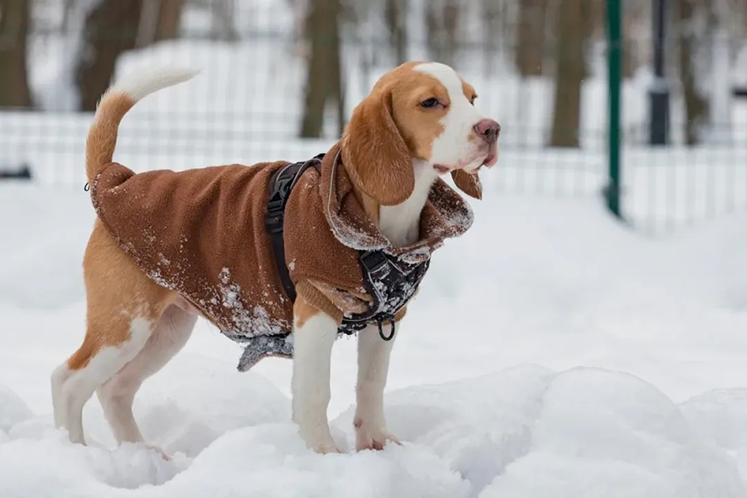What is a healthy diet for a Beagle?, Essential Nutrients