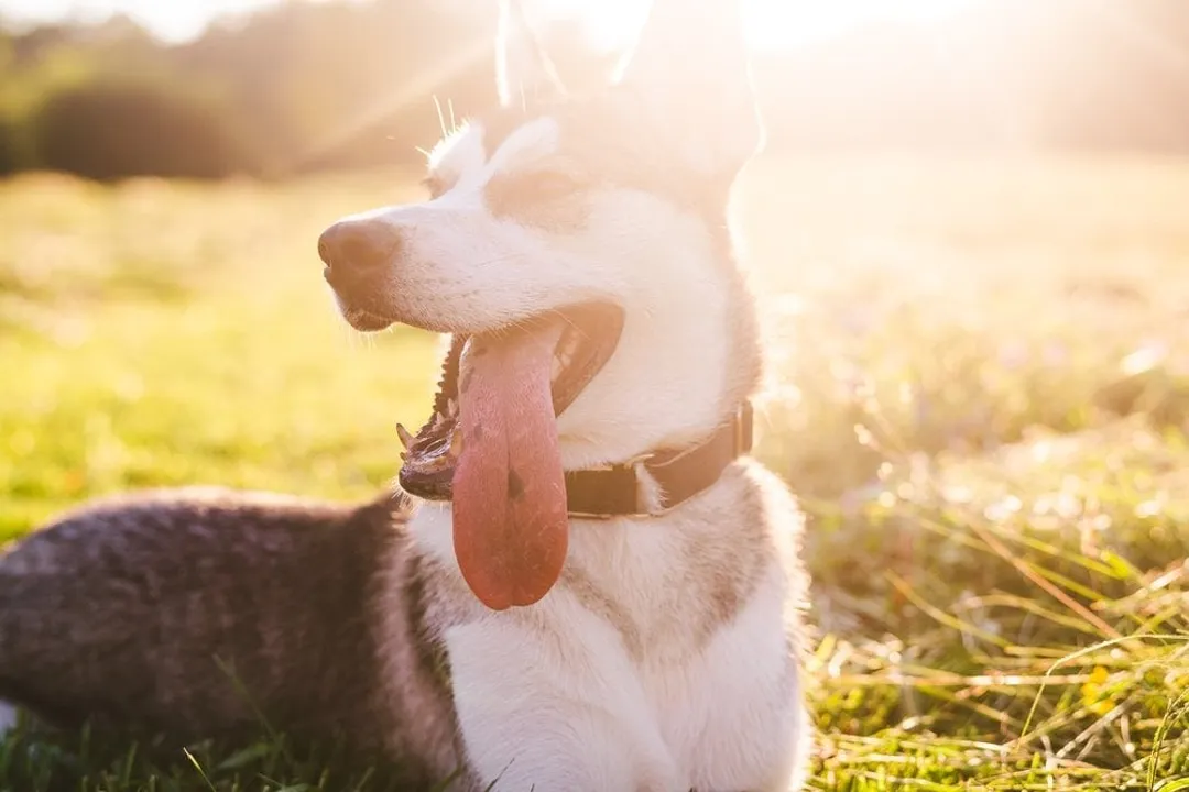 What is a husky jack dog?