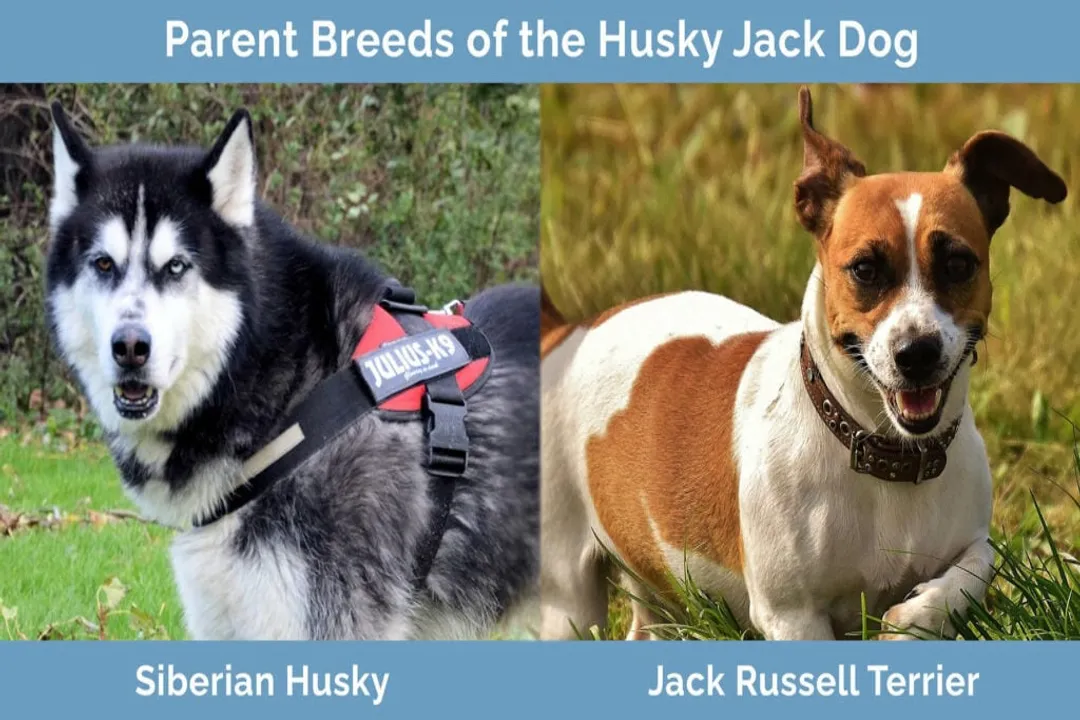 What is a husky jack dog?, Appearance Spectrum