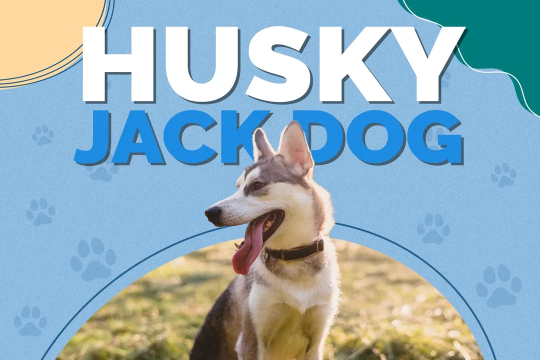 What is a husky jack dog?, Mixed Parentage