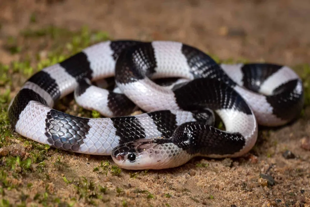 What is a krait?, Genus Structure