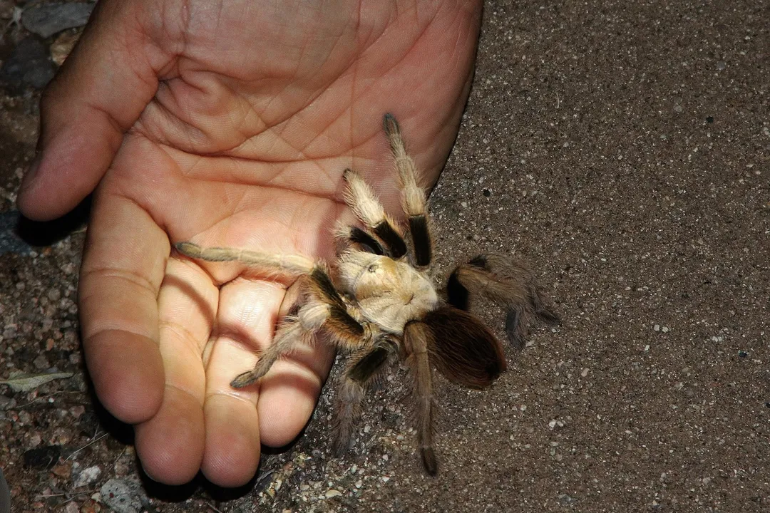 What is a Mexican variant Aphonopelma chalcodes?, Geographic Range