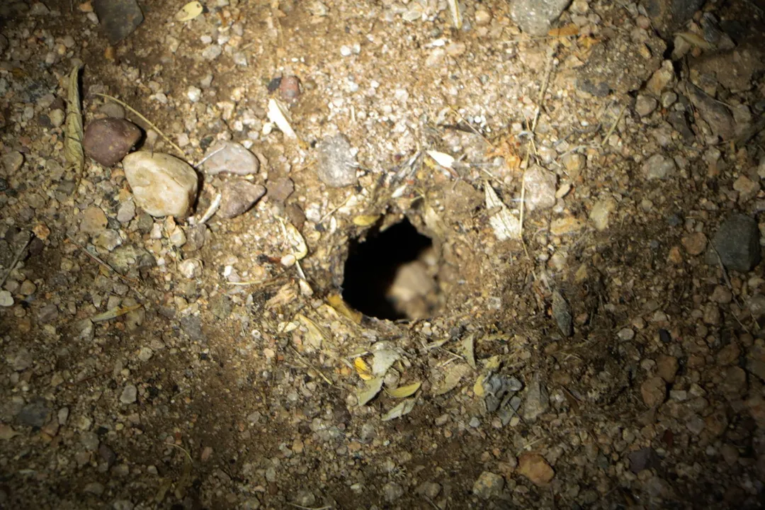 What is a Mexican variant Aphonopelma chalcodes?