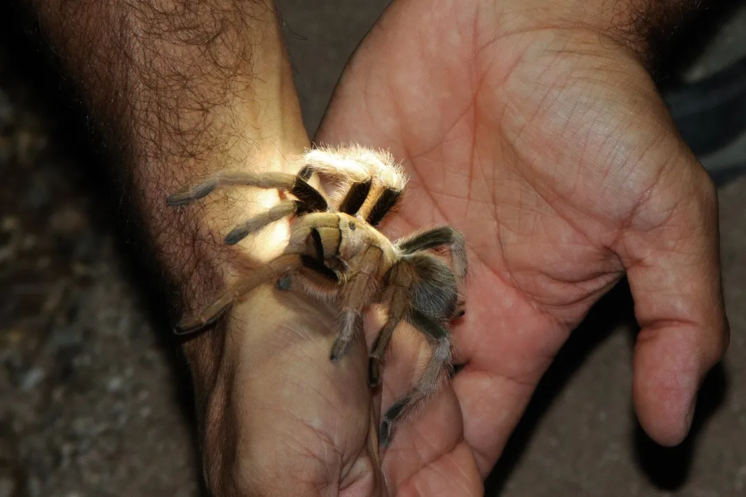 What is a Mexican variant Aphonopelma chalcodes?, Physical Traits