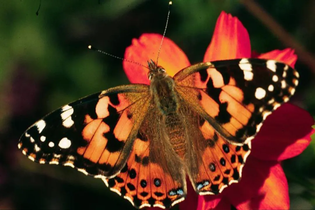 What is a moth classified as?