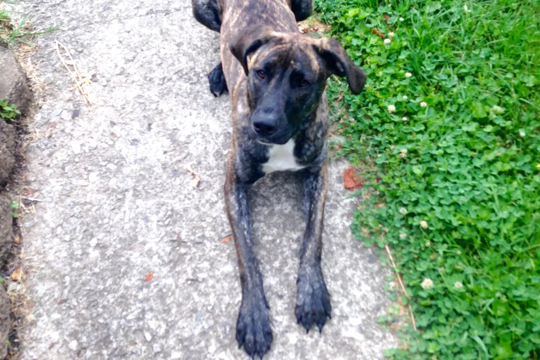 What is a Mountain Cur good for?, Active Life Partner