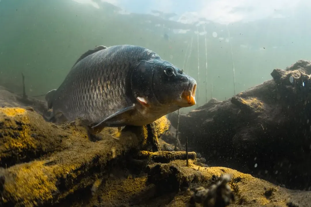 What is a Nile perch for kids?, Home Waters