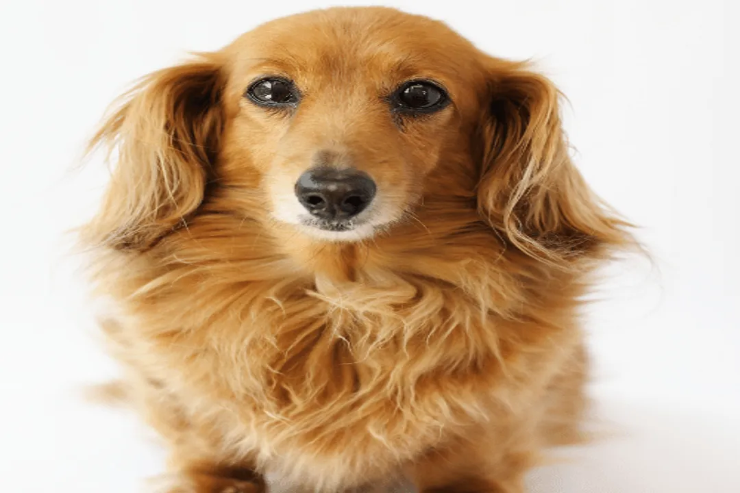 What is a normal stud fee for a dachshund?, Compensation Methods