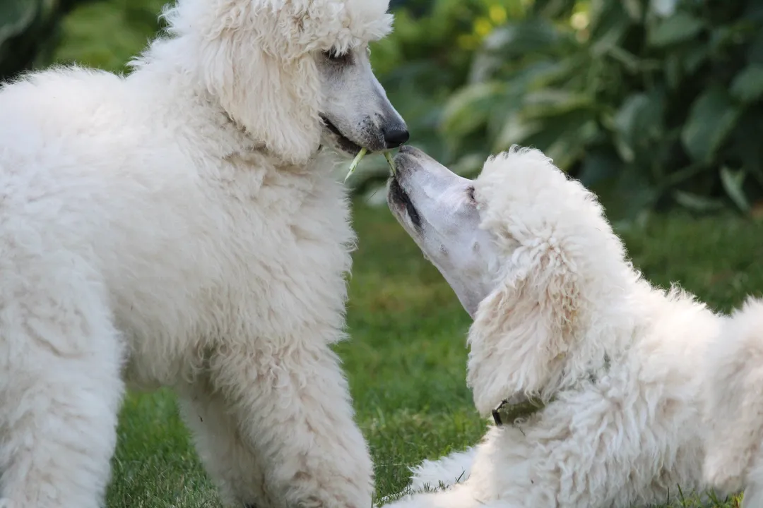 What is a normal stud fee for a dachshund?
