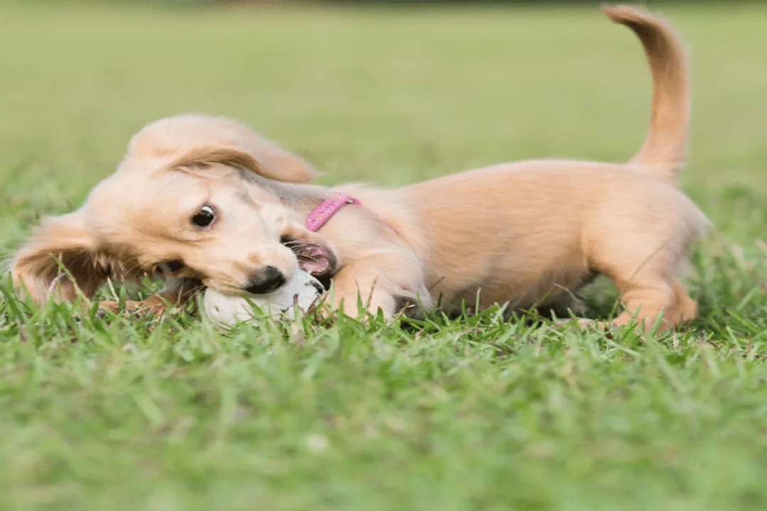 What is a normal stud fee for a dachshund?, Quality Drivers