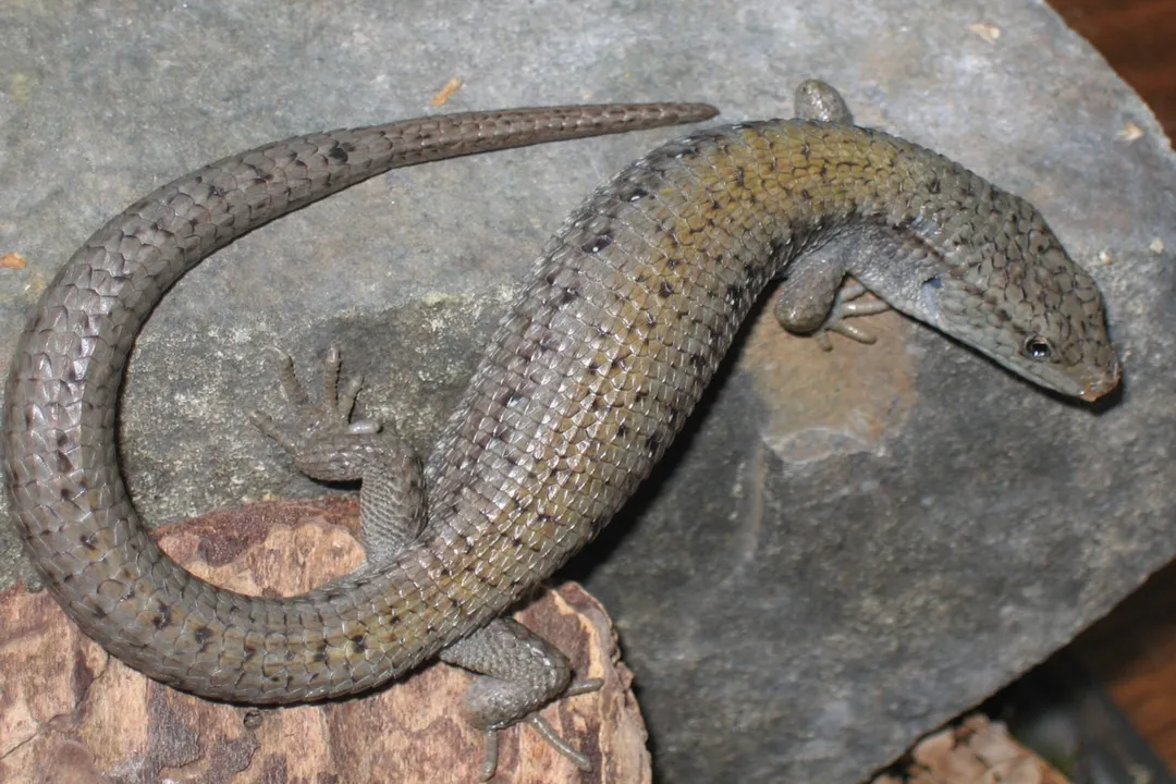 What is a northern alligator lizard?, Body Features