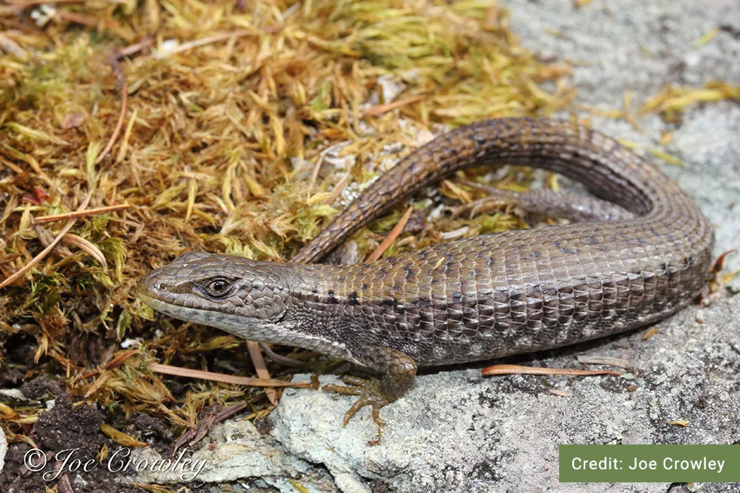 What visual indicator suggests a Northern Alligator Lizard has recently dropped its tail?