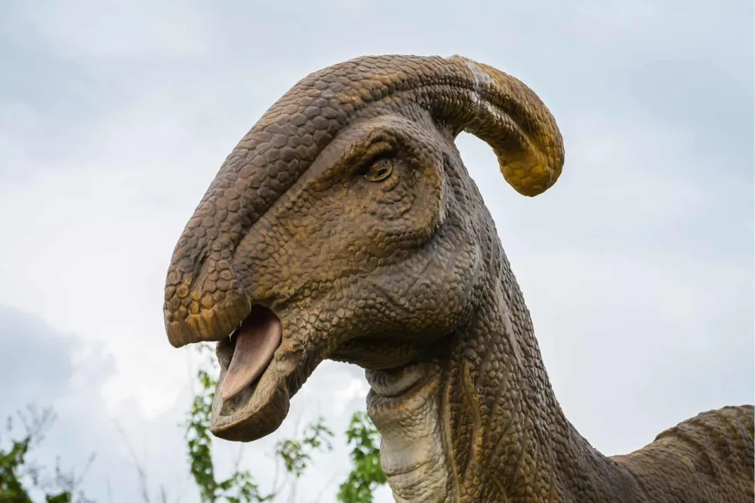 What is a Parasaurolophus favorite food?, Feeding Structure