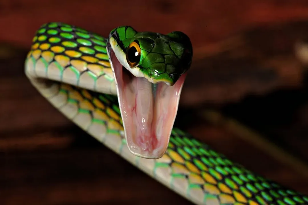 What is a parrot snake?