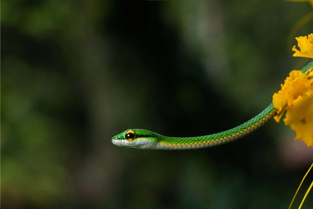 What is a parrot snake?, Forest Habitat