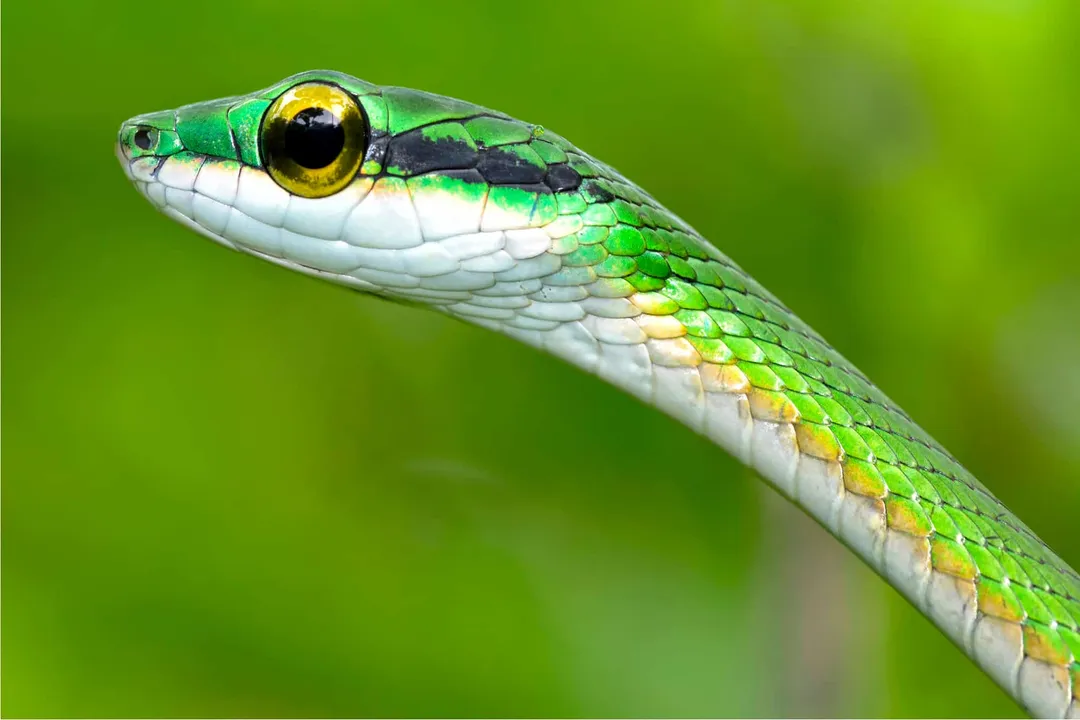 What is a parrot snake?, Species Detail