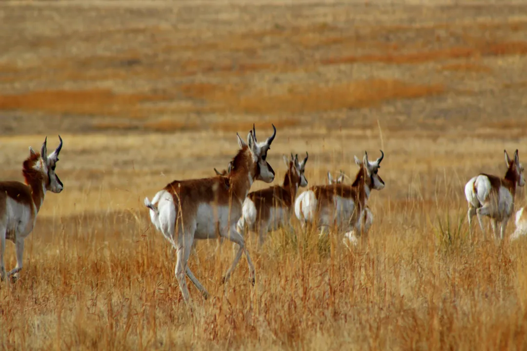 What is a pronghorns favorite food?