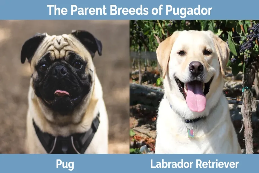 What is a Pug lab mix called?