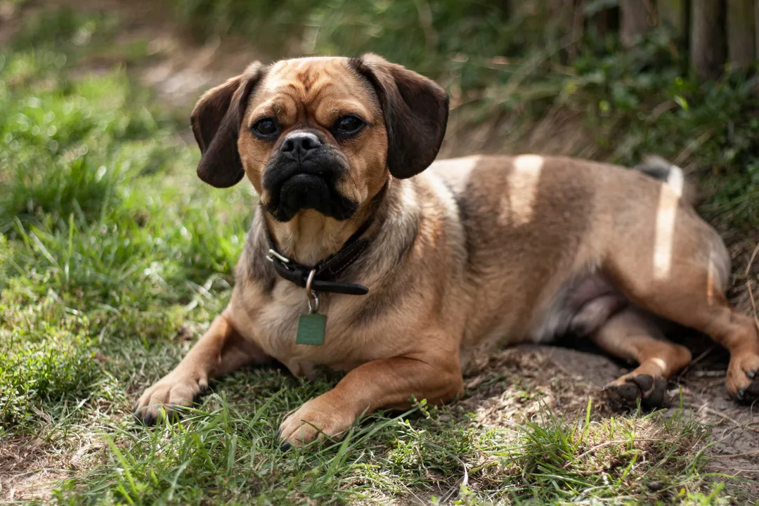 What is a Pug mix called?