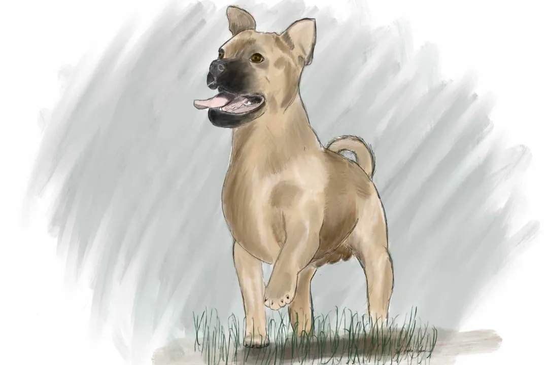 What is a pugabull?, Physical Traits