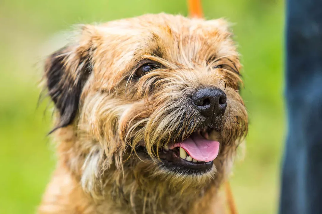 What is a pugshire dog?, Physical Structure