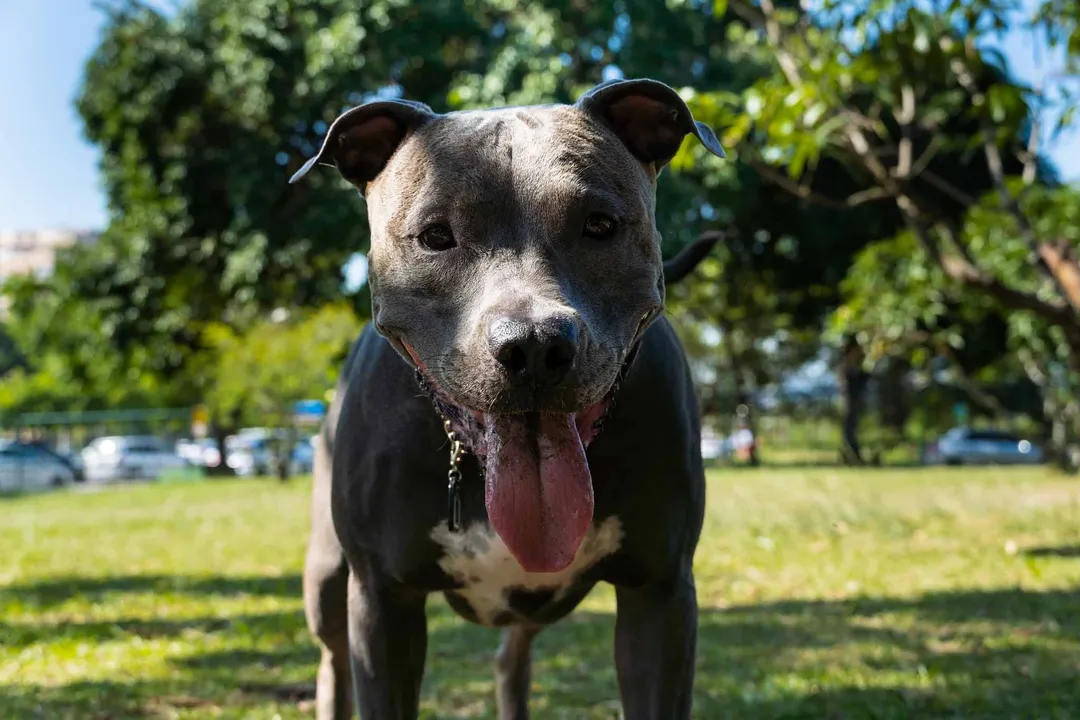 What is a purebred American blue nose pitbull?, Physical Structure