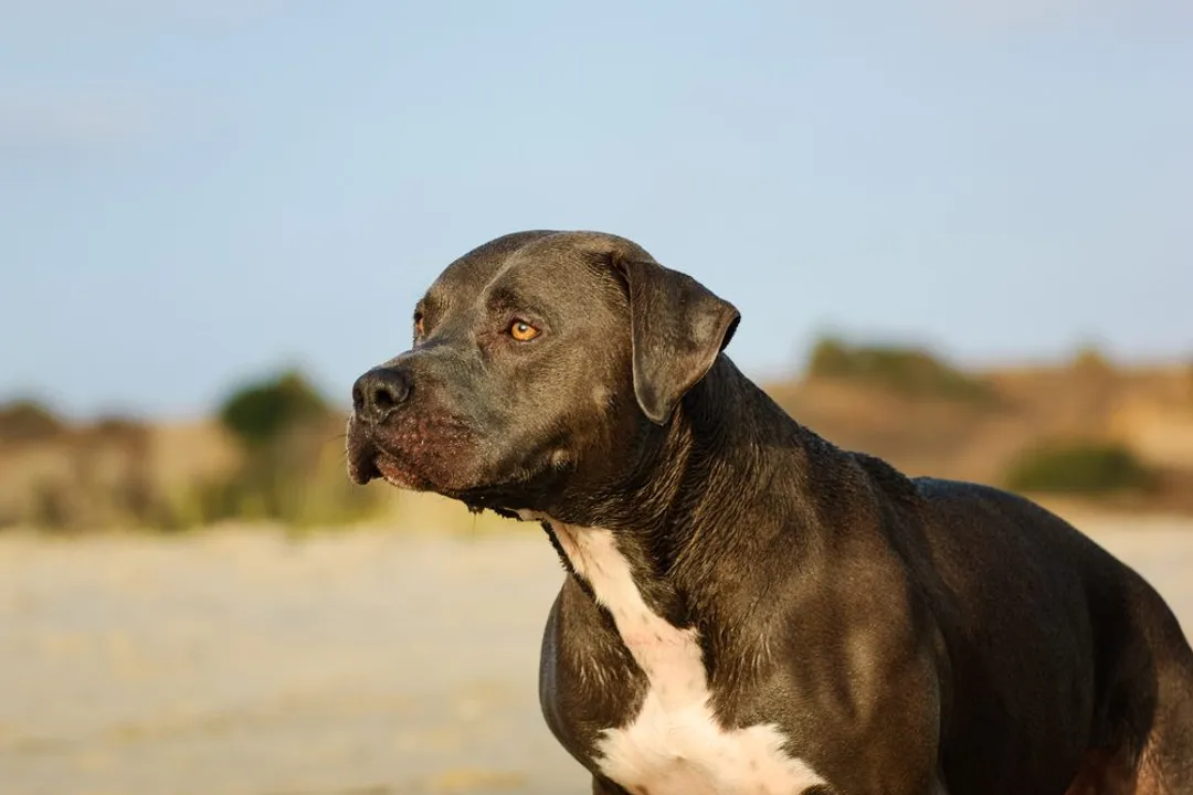 What is a purebred American blue nose pitbull?, Color Genetics