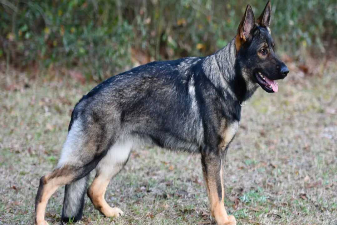 What is a sable German Shepherd?, Lines and Lineage