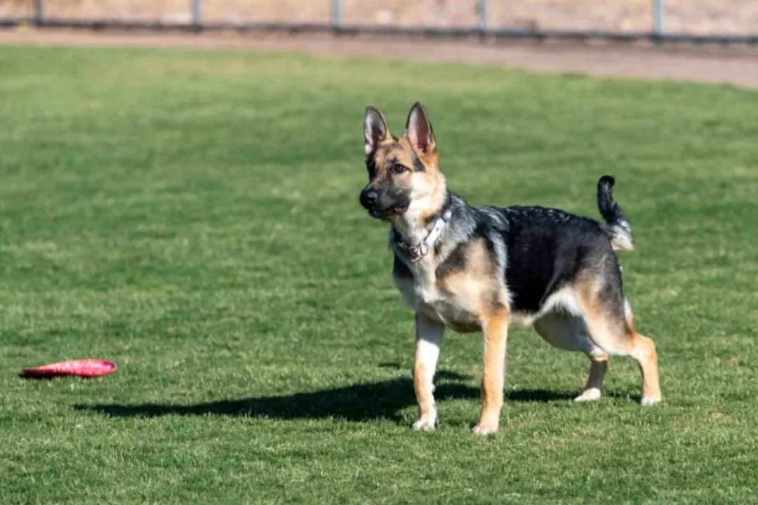 What is a sable German Shepherd?, Genetic Basis