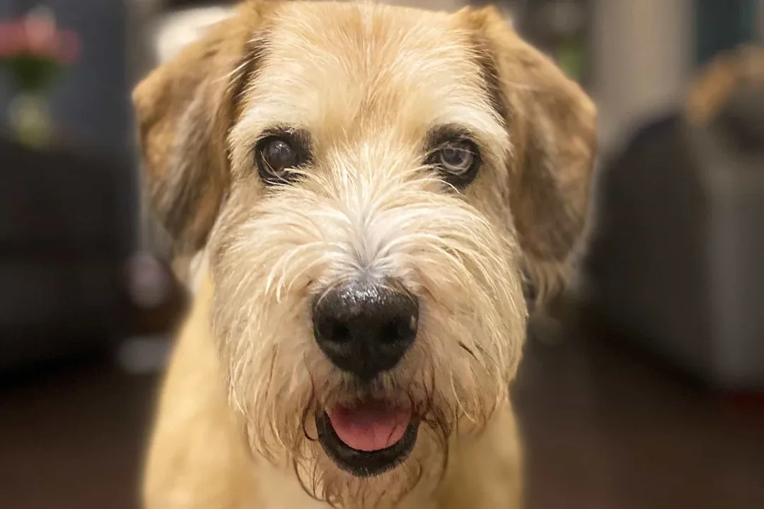 What is a schneagle?, Size Variation