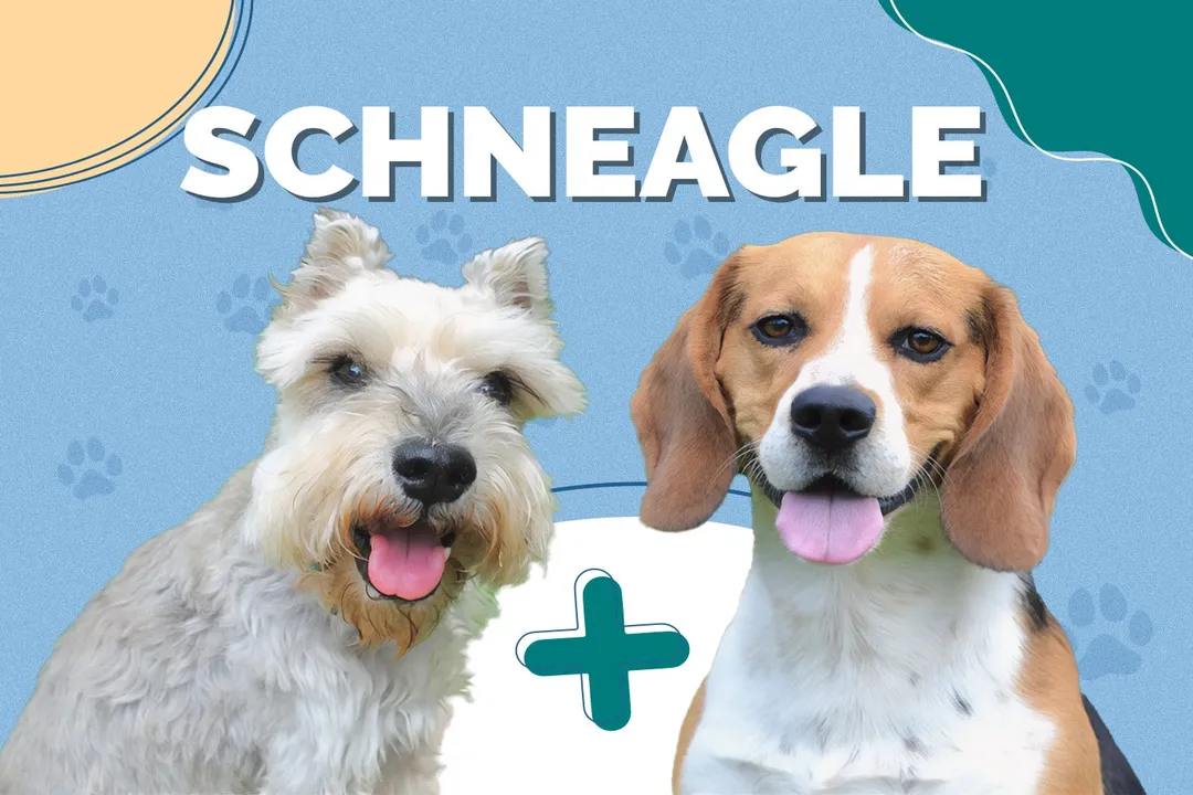 What is a schneagle?, Disposition Social Needs
