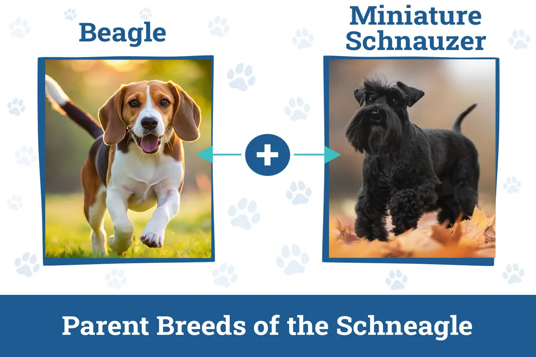 What is a schneagle?, Parentage Appearance