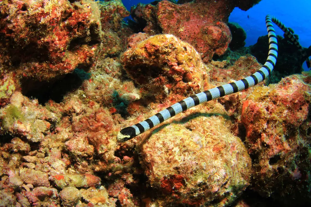What is a sea snake classified as?